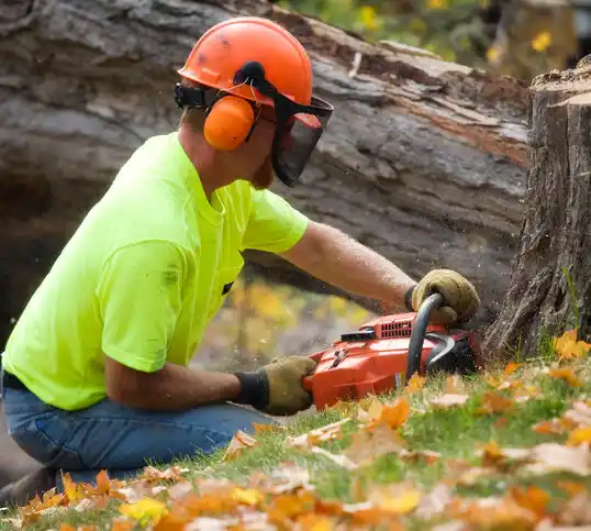 tree services Fordoche